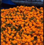 پرتغال محلی