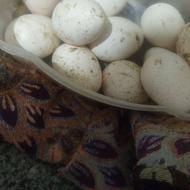 تخم بوقلمون تازه
