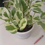 گل طبیعی سالم