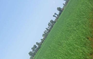 فروش زمین زراعی