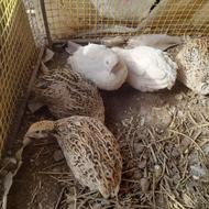 بلدرچین ماده