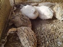 بلدرچین ماده در شیپور