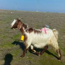 بز آبستن سنگین