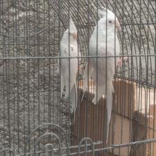 طوطی عروس هلندی آلبینو