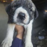 واگذاری توله ماده آلابای خط خونی بالا