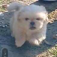 سگ توله پکنیز