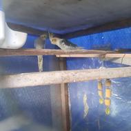 فروش یک جفت طوطی عروس