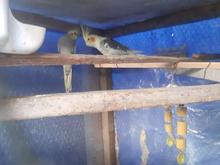 فروش یک جفت طوطی عروس در شیپور