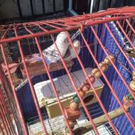 یه جفت مرغ عشق آبی بالق