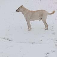 واگذاری سگ یک نیم ساله