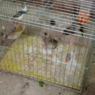 5عدد فنچ با قفس