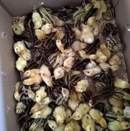 جوجه بلدرچین سه روزه نژاد فوق سنگین(وایت)