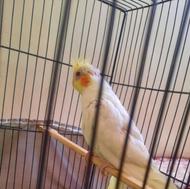 عروس هلندی نژاد لوتینو چشم شرابی کینگ سایز