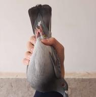 کفتر گلی مینا پولکی سبز آلمانی