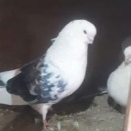 کبوتر نره ماده