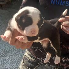 توله سگ پیتبول تریر عروسک نروماده واگذاری