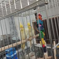 عروس هلندی با قفس