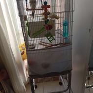 یه جفت عروس هلندی نرو ماده با هشت عدد تخم