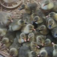 جوجه‌غاز‌‌های‌زیر‌پر‌دراومده