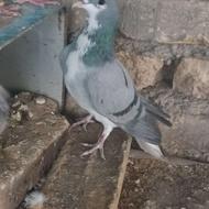 کبوتر بدرنگ