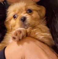 واگذاری توله سگ پیکنز آپارتمانی