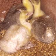 جوجه غاز 20 روزه