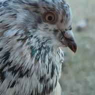 کبوتر پرشی.