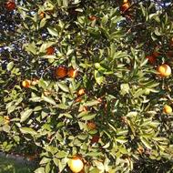 فروش پرتغال تامسون