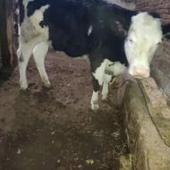 گوساله ماده