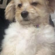 واگذاری توله سگ شیتزو