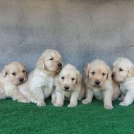 واگذاری توله سگ پرستار انگلیسی