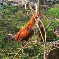 مرغ و خروس لاری