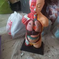 مولاژ آموزشی