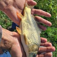 فروش بچه ماهی گرمابی کپور آمور فیتو فاک بیگهد