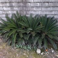 3 عدد سیکاس 3 ساله