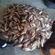 ماهی تازه زنده سیم کپور و غیره...