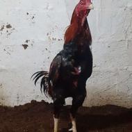 خروس لاری ومرغ لاری