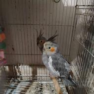 عروس هلندی ،ماده کارداده با یک عدد جوجه