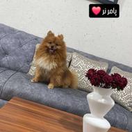 واگذاری پامر2سال.نر