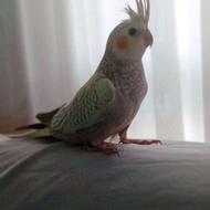 عروس هلندی دوماهه