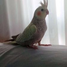 عروس هلندی دوماهه