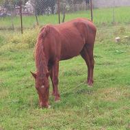 اسب 2سال ارام