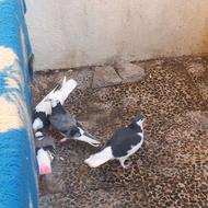 کبوتر 4 عدد توضیحات خانده شود