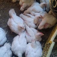 مرغ ارگانیک نیمچه