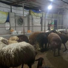 قوچ افشار وزن بالا