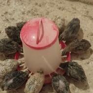 بلدرچین دونه صد