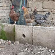 مرغ محلی اصل،کرچ شو