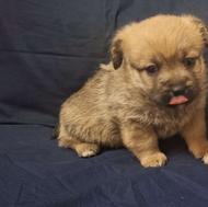 واگذاری سگ نژاد شیتزو داشهوند