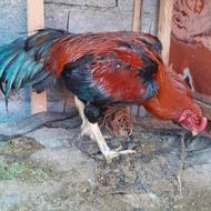 خروس لاری تاجمهر و 3تا مرغ سیاه