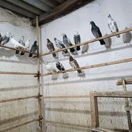 کبوتر رنگی پرشی